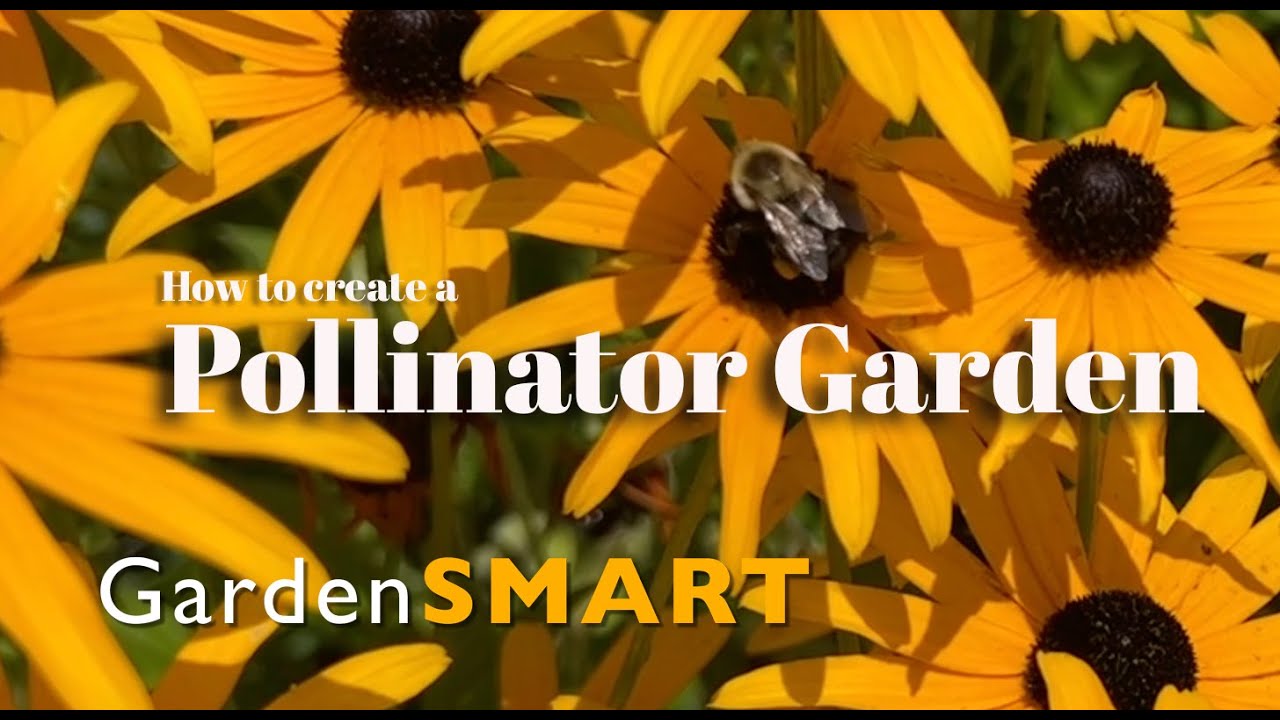 How to create a pollinator garden!