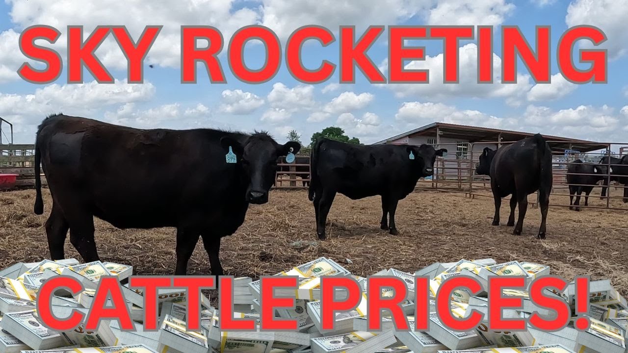 US Cattle Prices Soar!