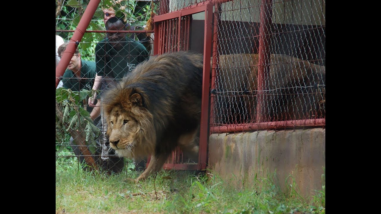 Simba Goes Home to Africa