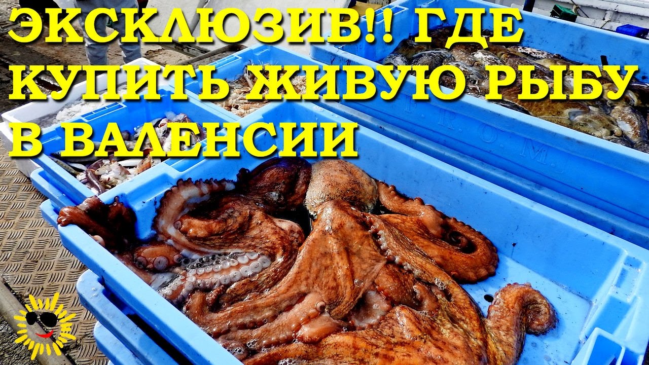 Эксклюзив!! Где купить свежую живую рыбу в Валенсии?