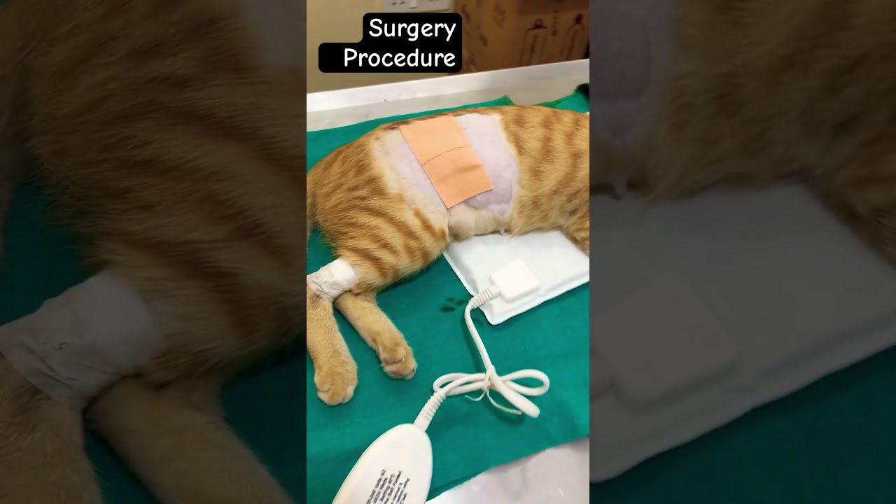 Cat#surgery#spaying#trending#petlovers#doctor#delhi#song#viral#before#after