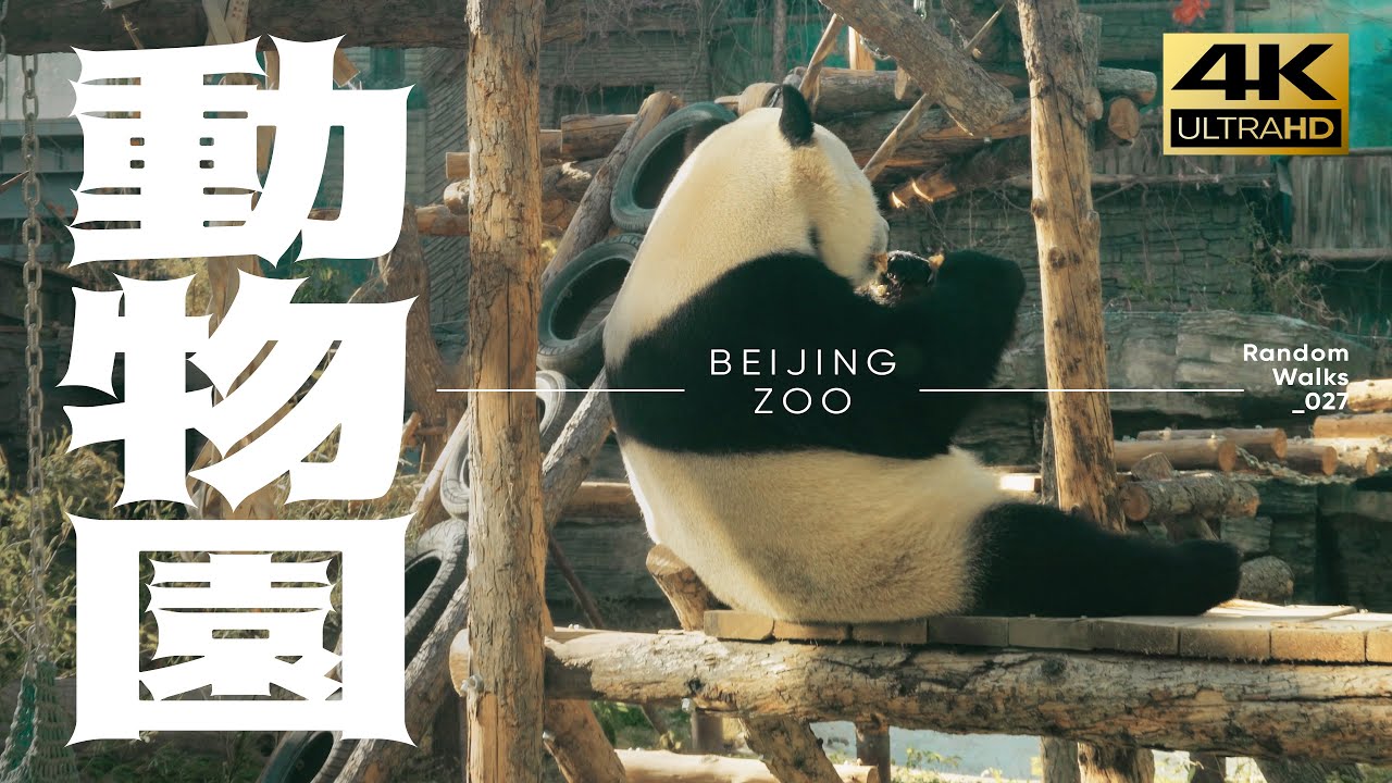 【4K】 Beijing ZOO | GIANT PANDA | ELEPHANT | RHINO | HIPPO | Day Walk in Beijing | 萌走北京动物园