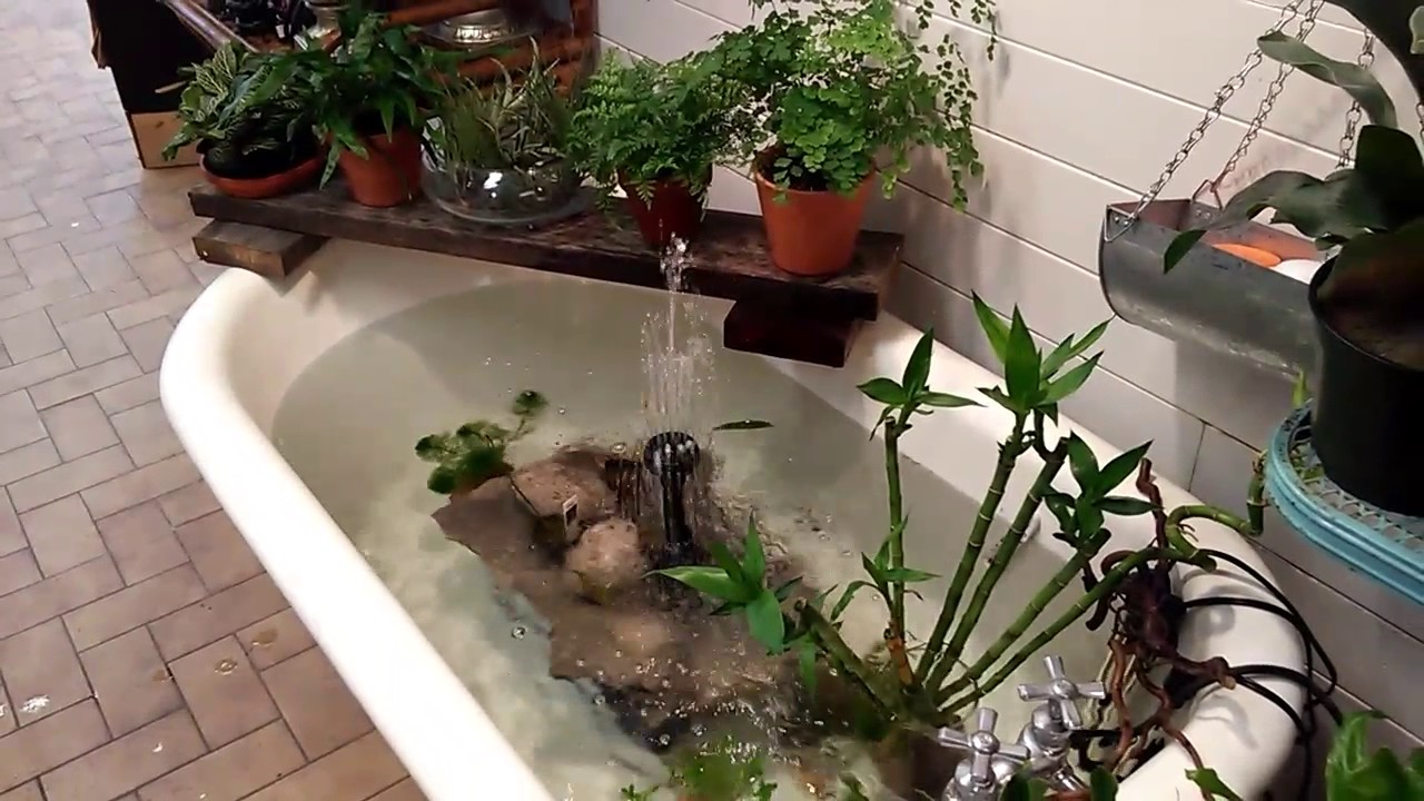 Bathtub Goldfish Pond