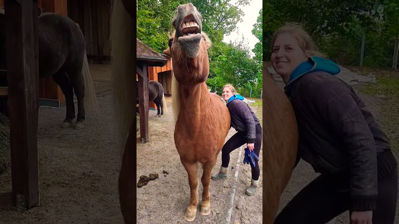 Horse belly rubbing at its finest😂