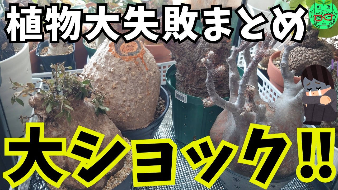 【塊根植物の冬越し失敗まとめ】我が家の塊根植物が失敗した事例です、同じように失敗しないように見て下さい　冬の水やりや管理方法　グラキリス　vlog　発根管理、塊根植物　ビスピノーサム　火星人