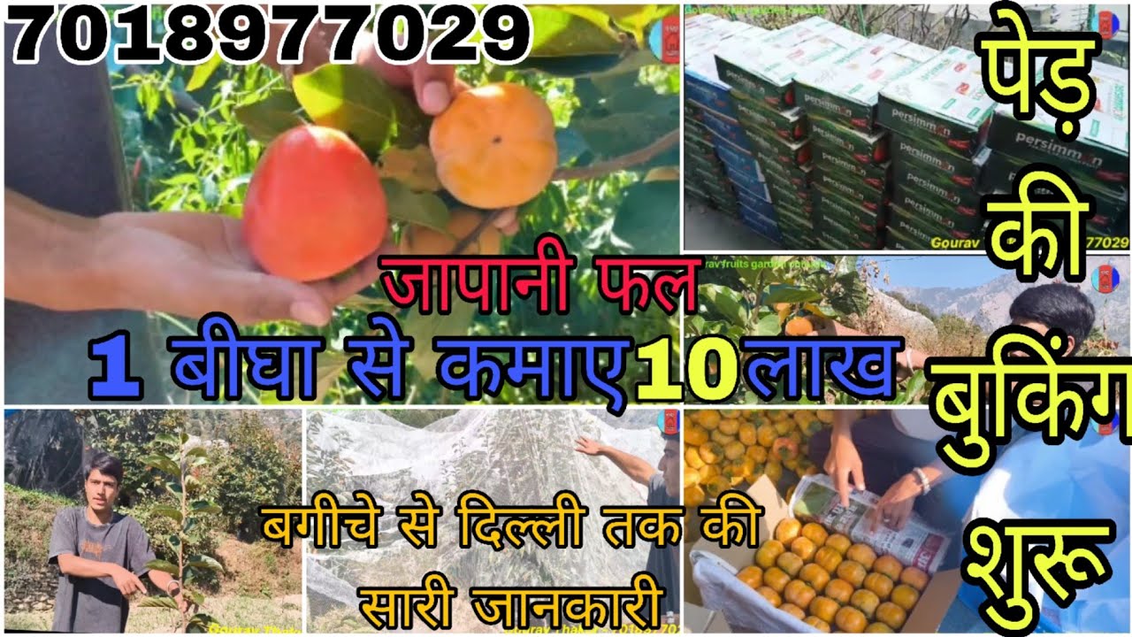 जापानी फल की A to Z जानकारी। 1 बीघ से कमाए 10 लाख #जापानी #Fuyu #persimmon #Plants #Viral #Chhurla
