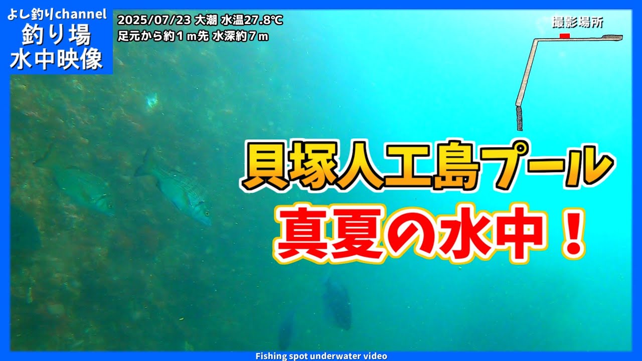 【真夏の水中！】大阪の釣り場  貝塚人工島プール  2025年7月 夏の水中映像  No.424
