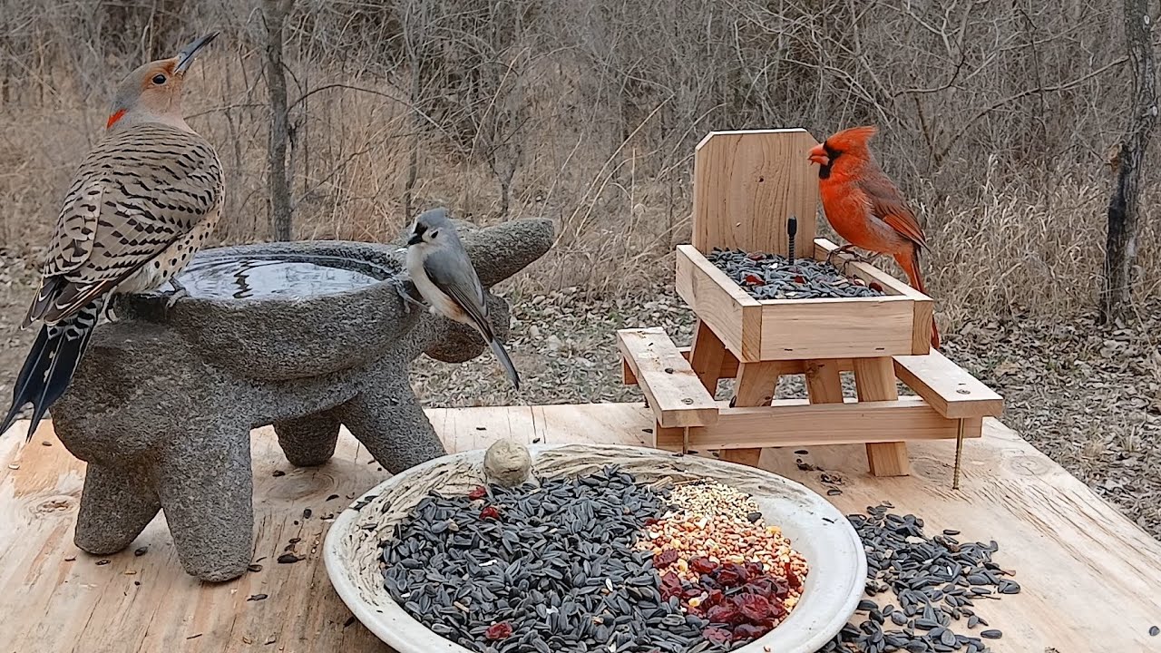 Relaxing nature sounds for stress relief