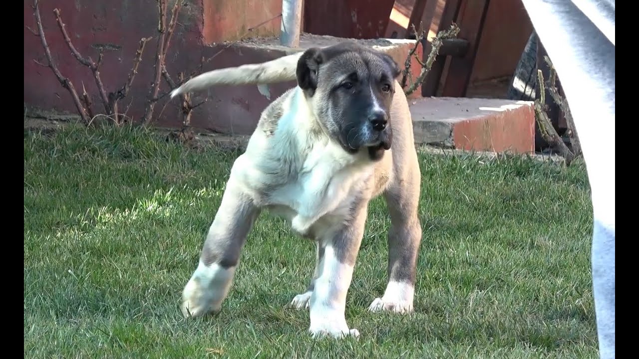 Kangal Dog Kennel - 2020 Nou!!!
