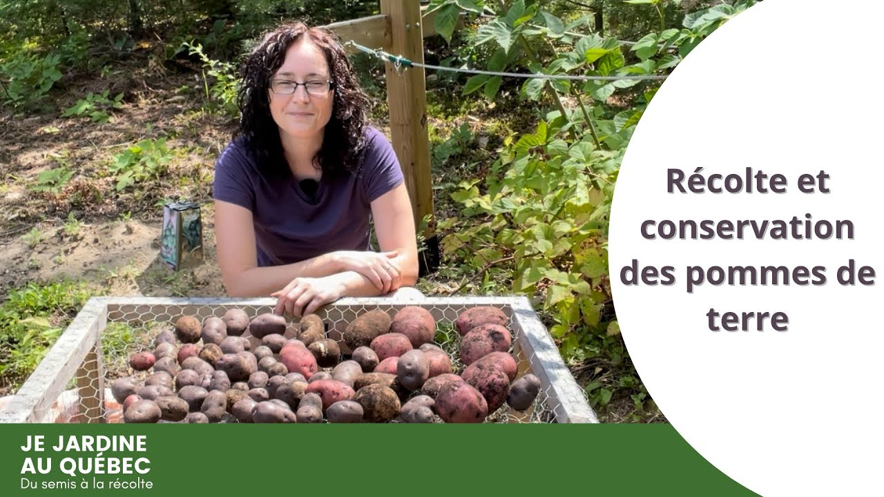 Quand et comment récolter les pommes de terre: PLUS techniques de conservation