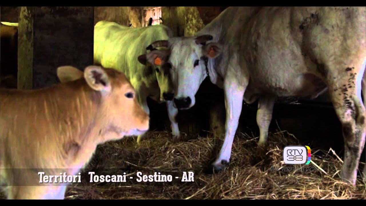 Territori Toscani Puntata 20 - Badia Tedalda, Sestino, San Felice a Ema (FI)