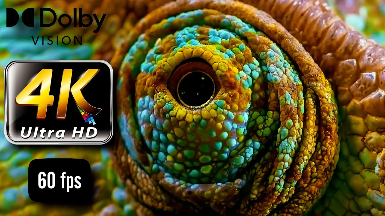 4K ULTRA HD 60FPS Wild Animals Macro