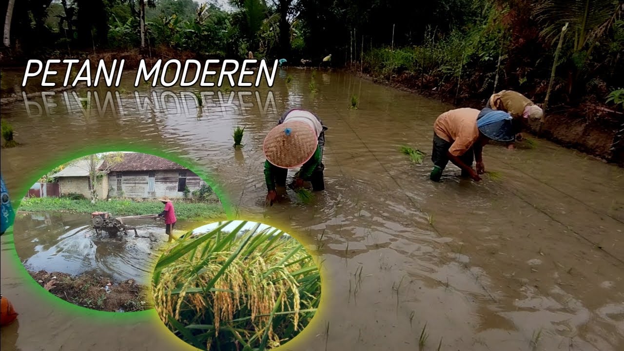 Dalam 1 minggu gen z ini mampu menciptakan sawah dipemukiman padat penduduk#genz #pertanianmoderen 