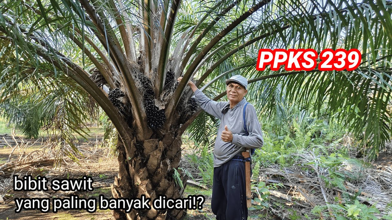 varietas sejuta umat!! Jalan-jalan ke kebun ppks 239 umur diatas 5 tahun kita lihat reel di lapangan