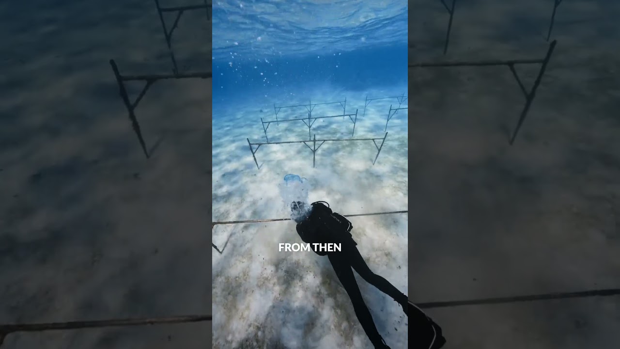 The Evolution Of Our Coral Nurseries