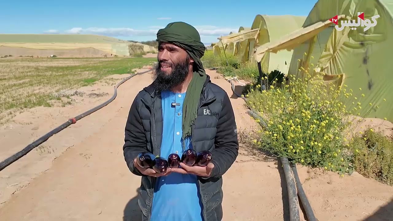 صحراء النمامشة بخنشلة   من أرضي قاحلة إلى قطب فلاحي بامتياز