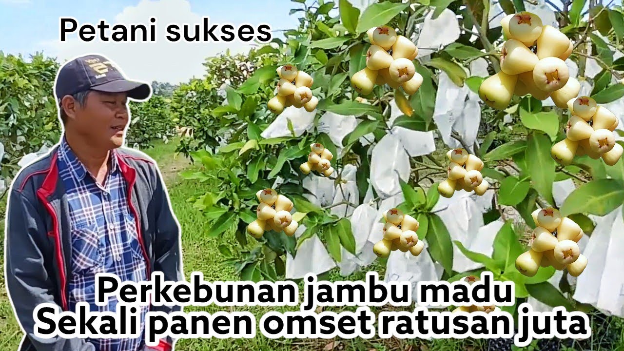 Budidaya Jambu Madu Deli Hijau||Usaha Yang Memanjakan Hidup