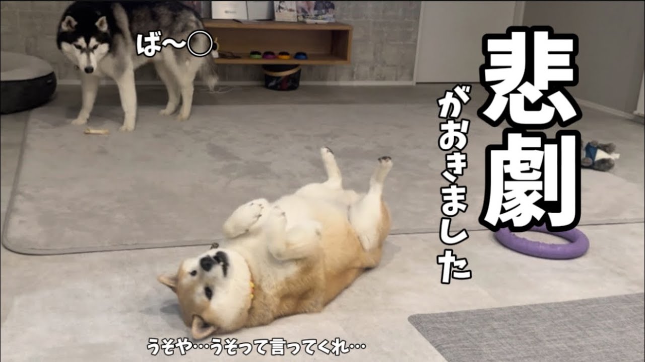 信じていた弟に完全ヤラれた柴犬の姿がヤバすぎました…
