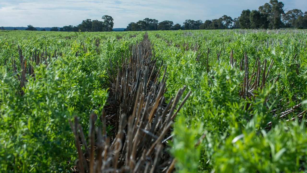 Inter-row Sowing Presented by Tobin No-Till
