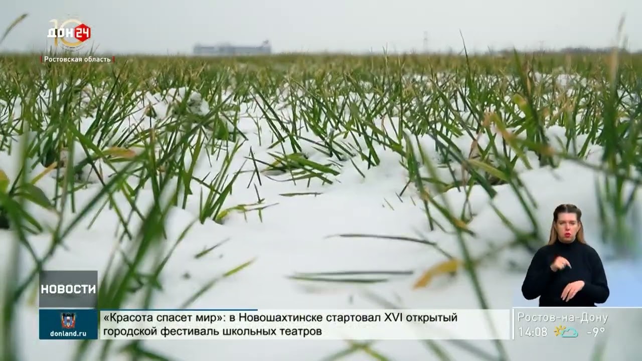 Состояние донских озимых