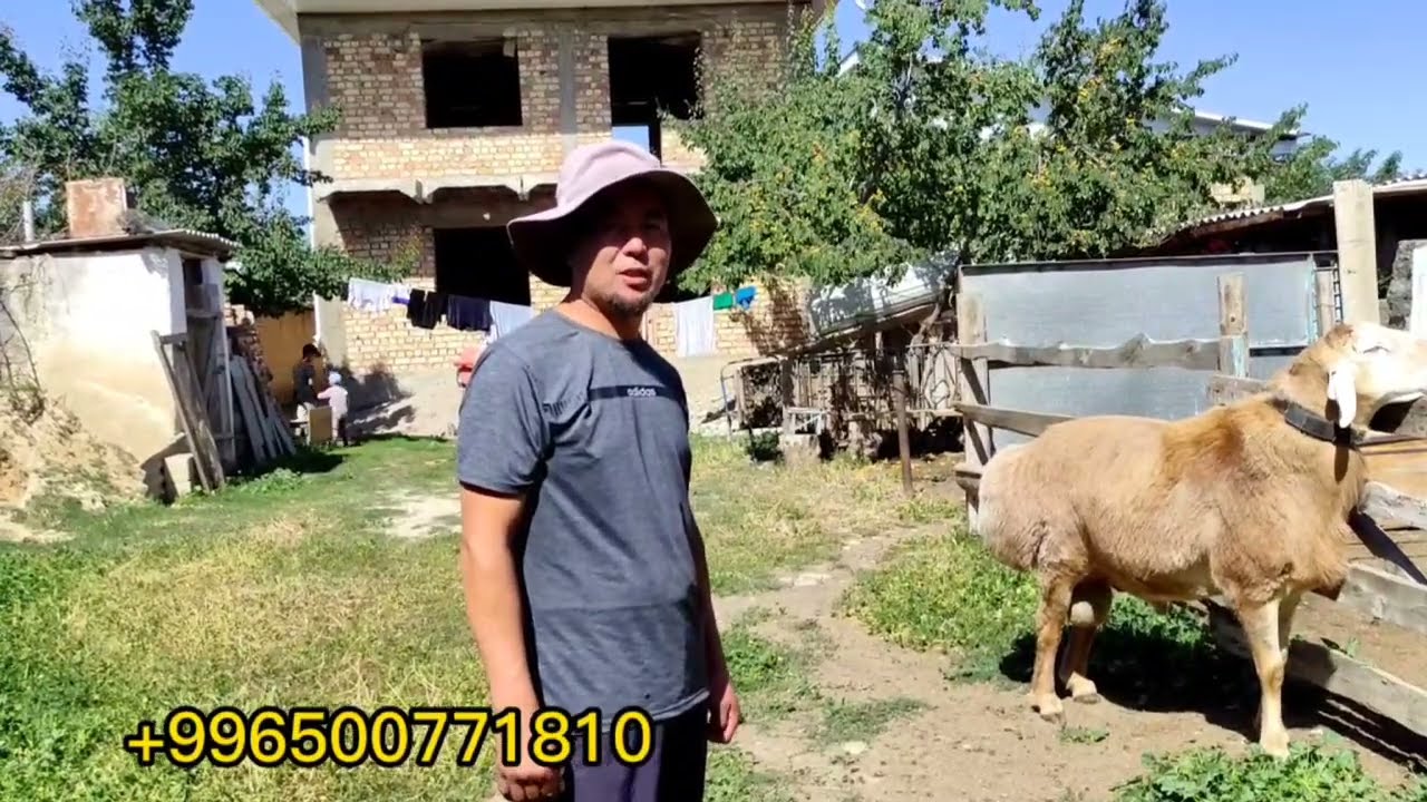 Бакыт абадан АСЫЛ ТУКУМ АРАШАН кочкорлор сатыкка чыкты ~ Ысык-Көл