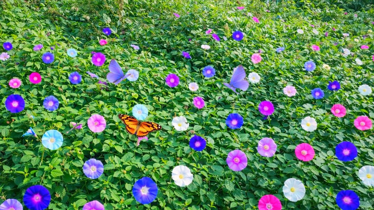 How Morning Glory Supports Food Crops, Rewilding & Native Life | Permaculture