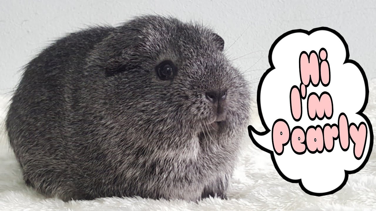 Hi I'm Pearly- hughug a guinea pig