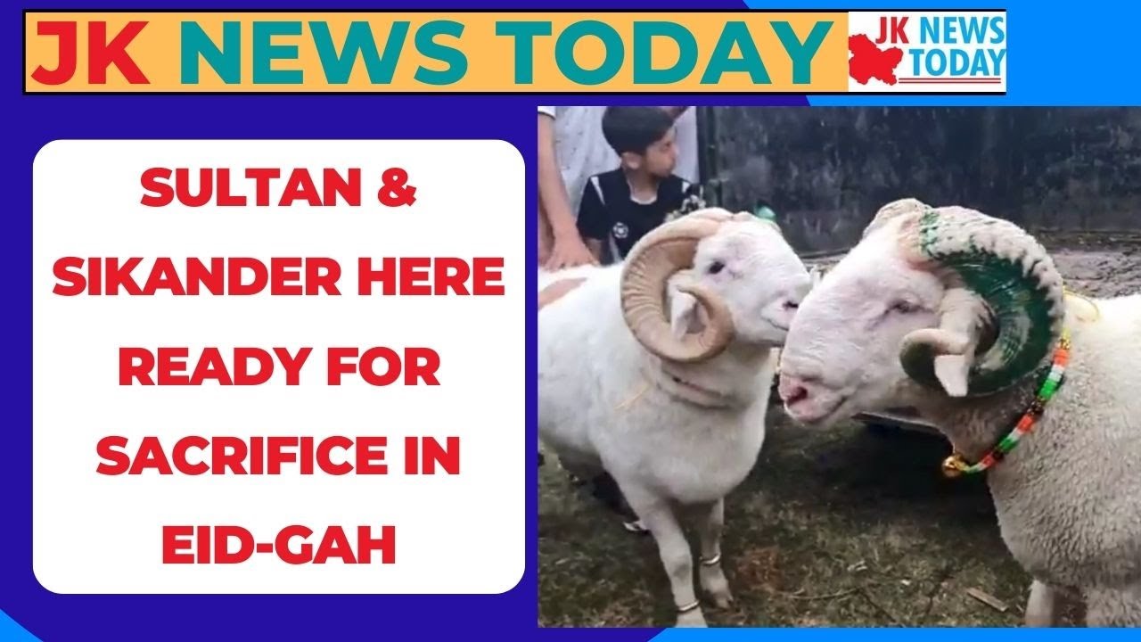 Sultan & Sikander here ready for sacrifice in Eid-Gah | JK News Today