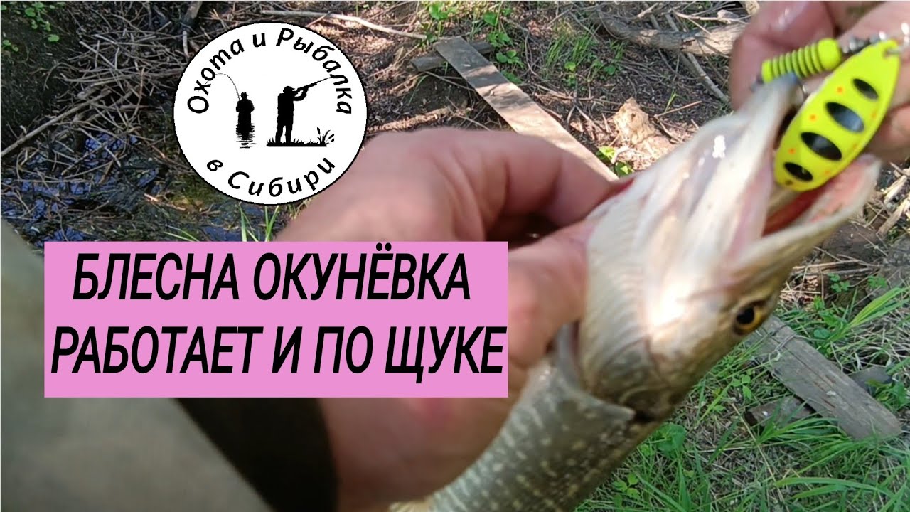 эта блесна ещё и по щуке работает 😳😳😳 Анцирь Канский район Красноярского края!