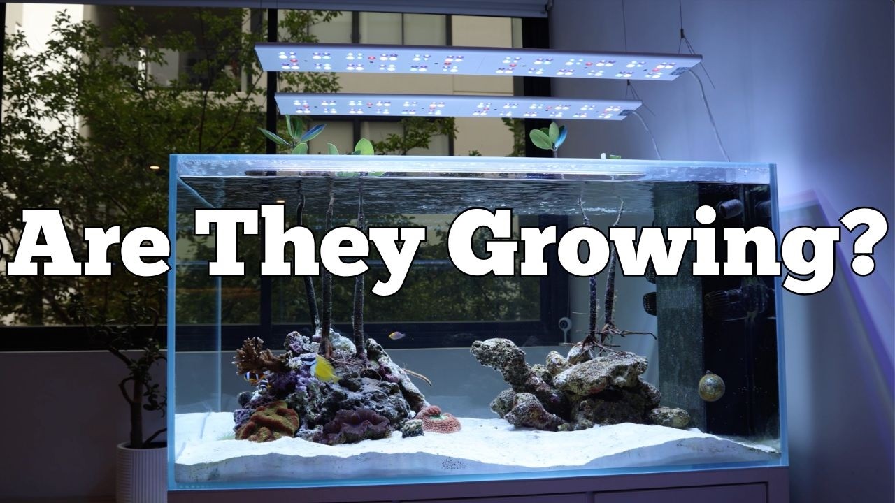 Reef Aquarium Update: Are my Mangroves growing?