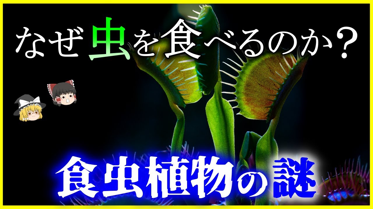 【ゆっくり解説】虫を食べる理由とは？「食虫植物」の謎を解説/トマトは実は食虫植物⁉虫を食べる進化を遂げた理由とコストとは