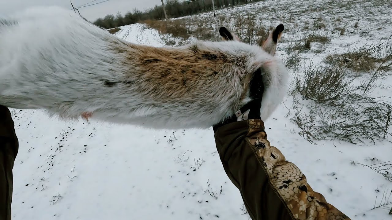 Охота загоном и троплением, добыли 4 трофея! #hunting #охота