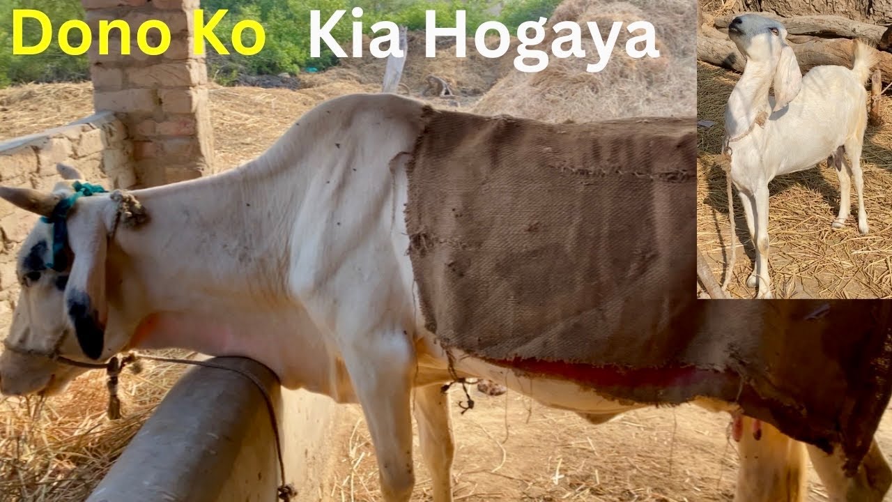 Please Pray For Our Cow And Goat 🥺 