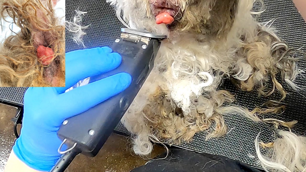 GROOMING The Dog EVERYONE REFUSED