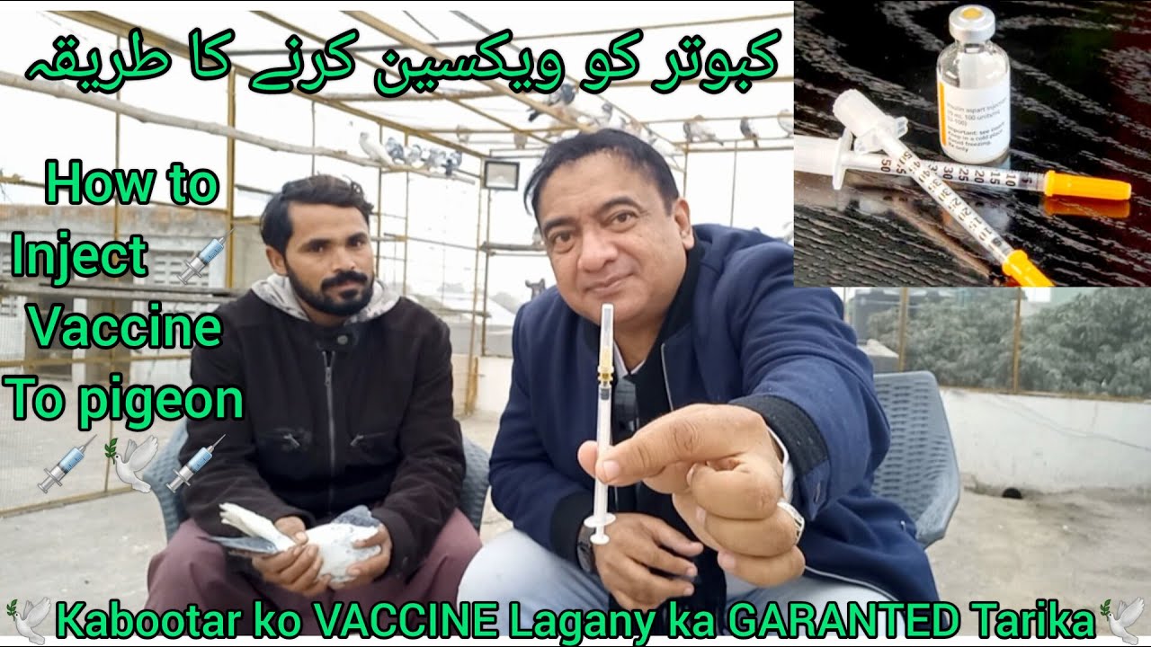Kabootar ko vaccine Lagany ka Tarika | How to inject vaccine to pigeons | pigeon vaccine
