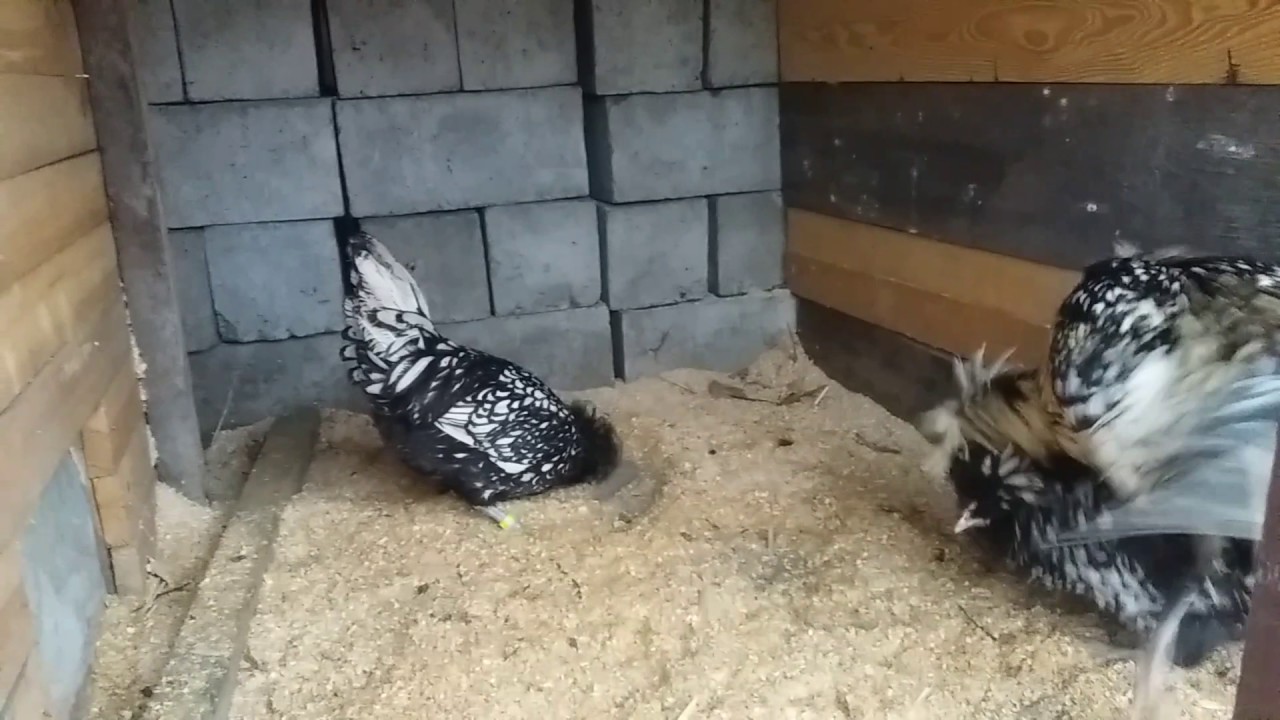 Czubatki Polskie olbrzymie srebrnołuskowane, Polish Silver Laced Chickens
