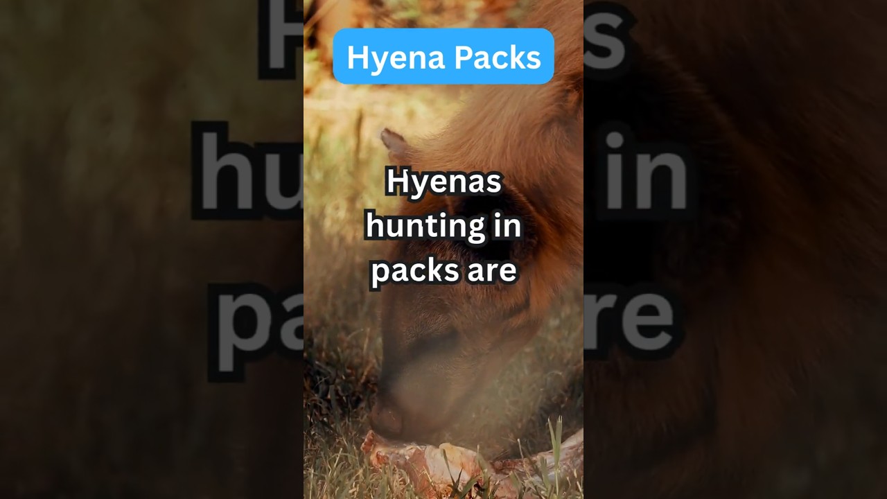 Hyena HUNT! 🐾 Powerful jaws! #Hyenas #Africa #PackHunters