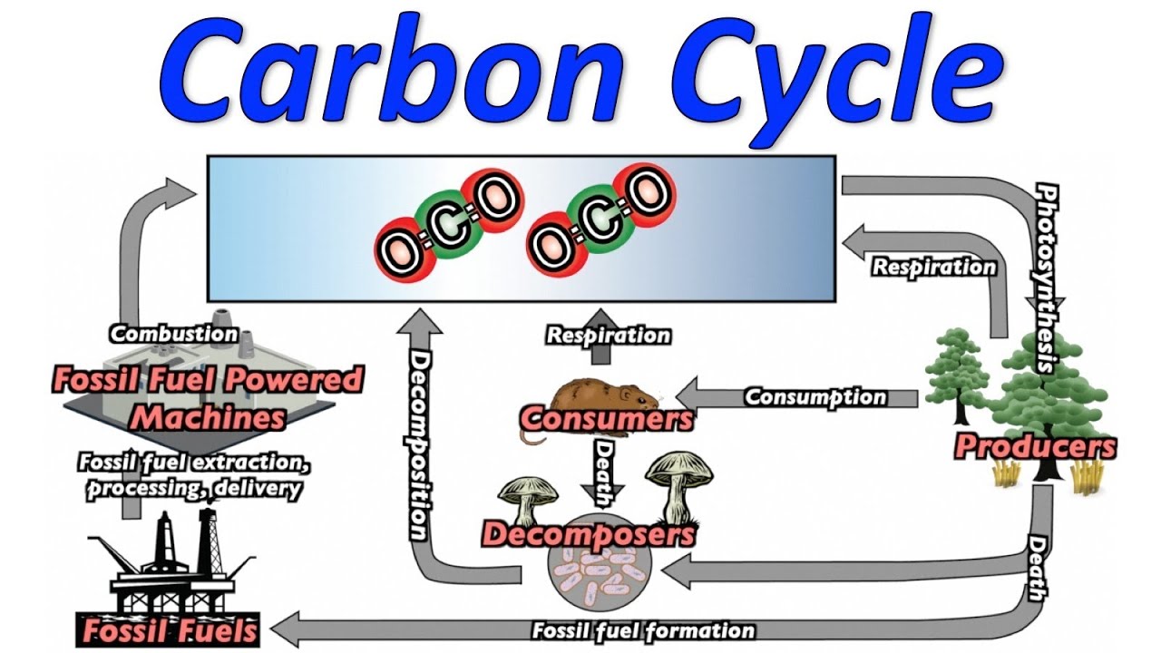 Carbon Cycle Song (Mr. W's Music Video)