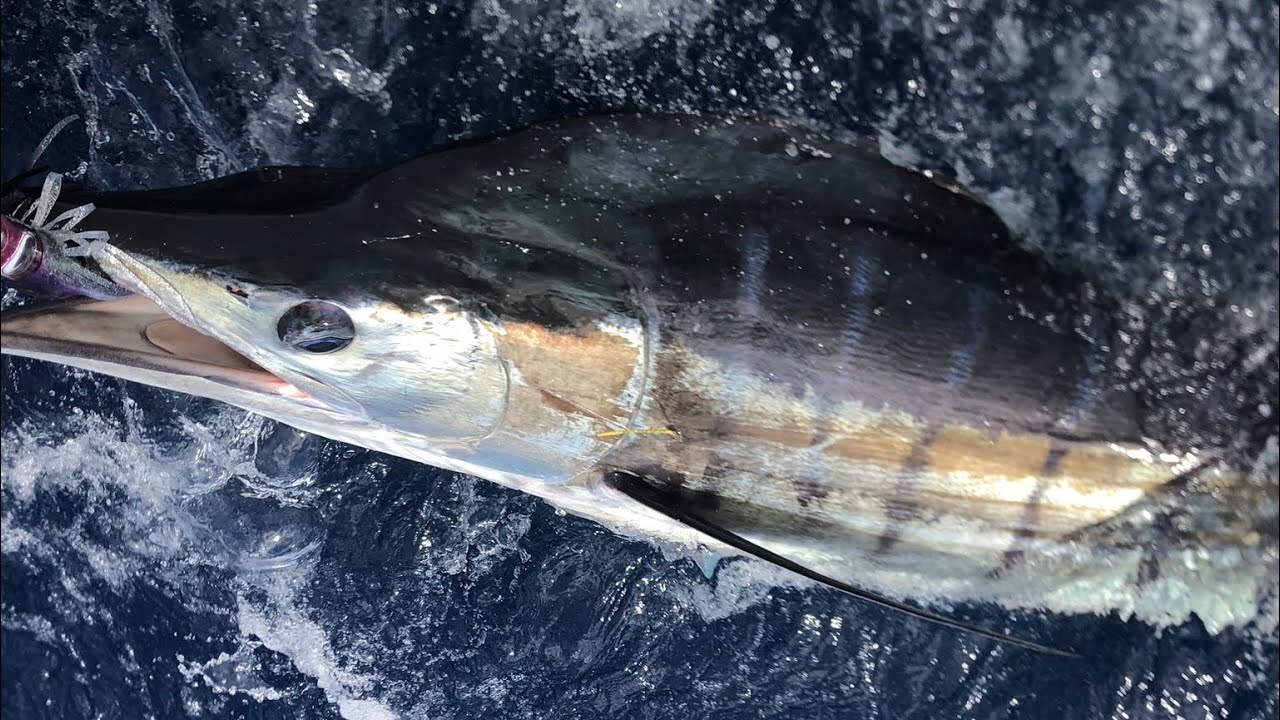 2025 Kubota billfish classic 