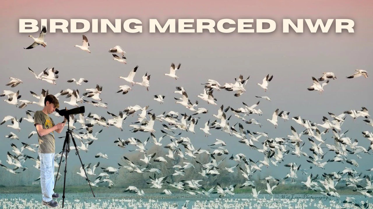 Birding Merced National Wildlife Refuge