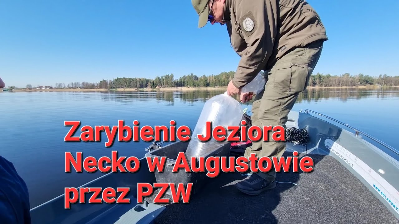 Zarybienie jeziora Necko/narybek szczupaka/Augustów/PZW
