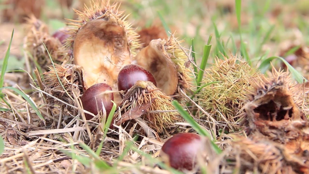 Bringing Back the Cestnut: Managing a Chestnut Orchard for Competing Vegetation and Pests