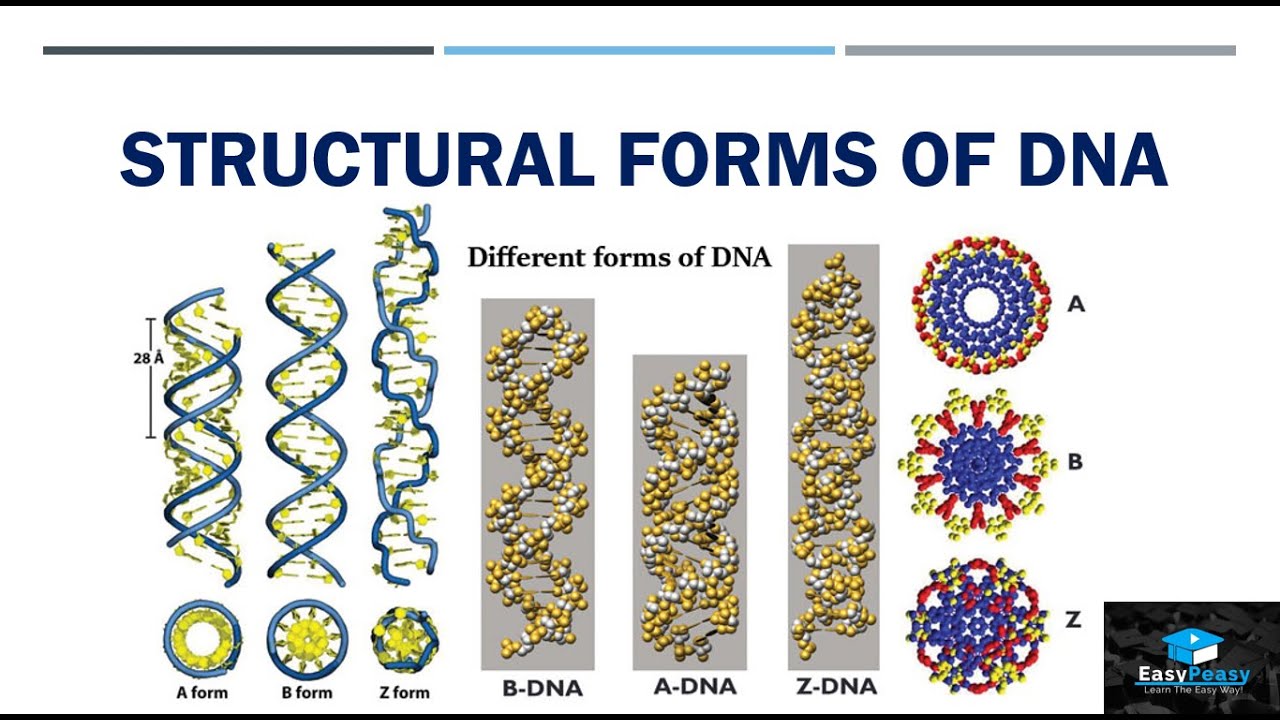 Structural Forms Of DNA