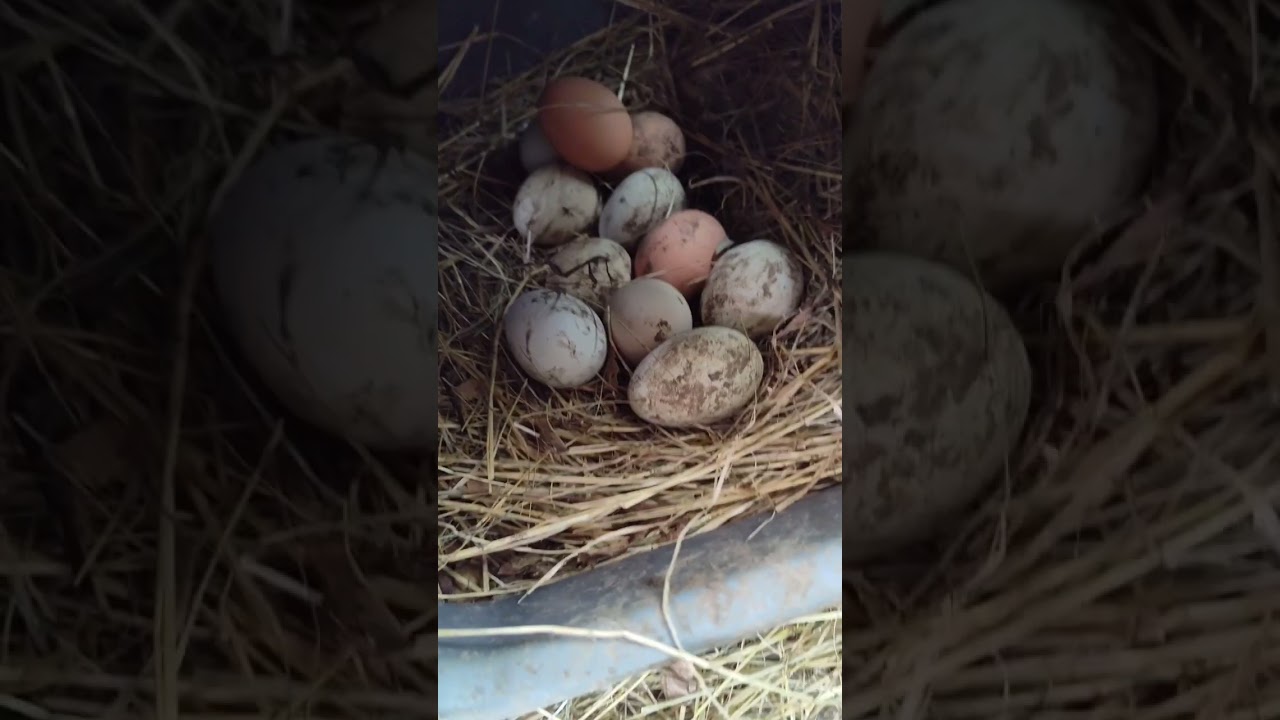 Collecting eggs + mini coop update- March 4th 2026