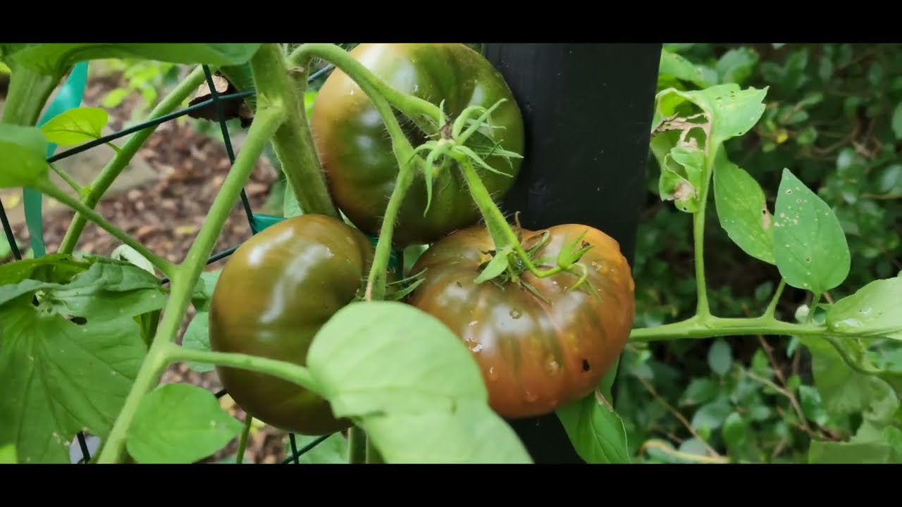 Brandywine Black Tomatoes: Seed To Harvest