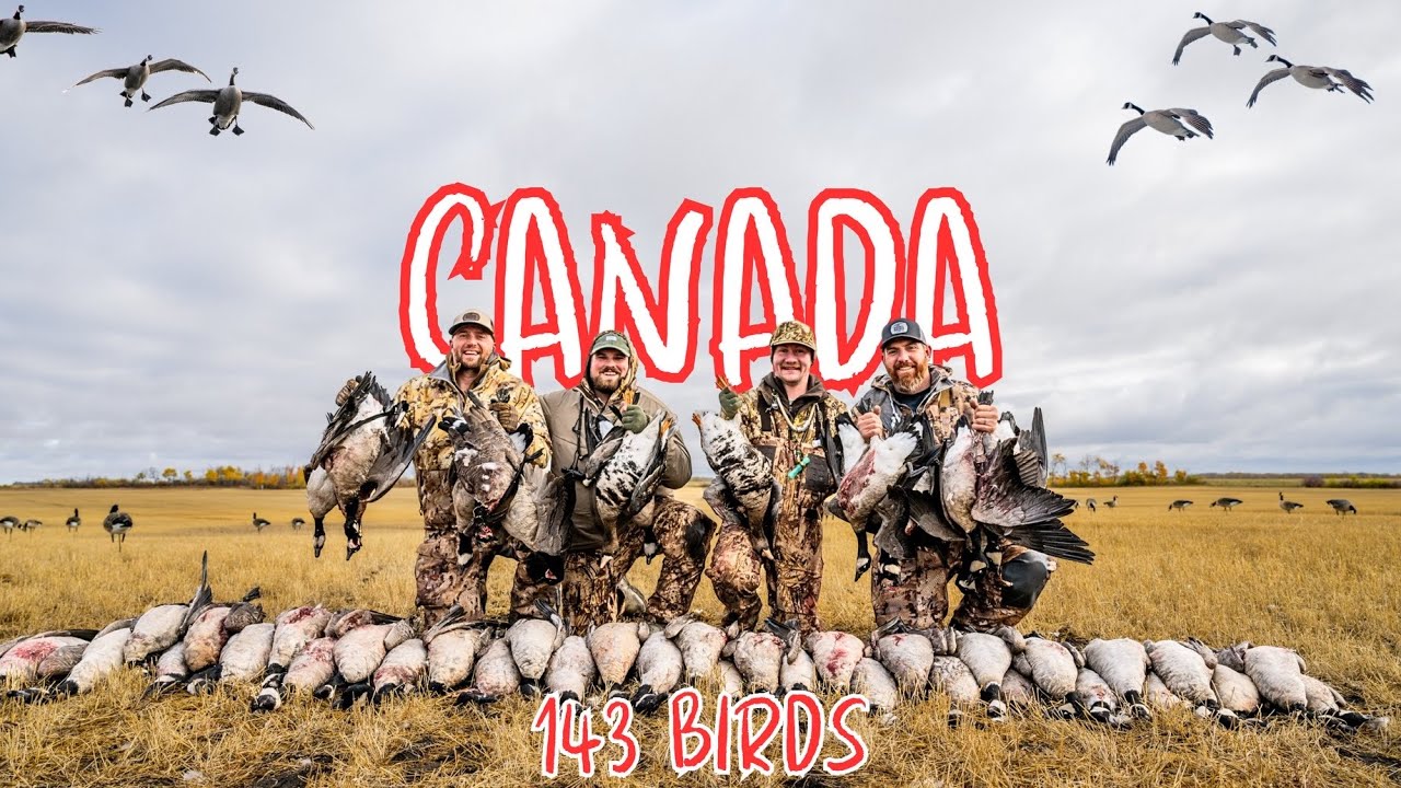 Goose Hunting in CANADA (143 BIRDS)