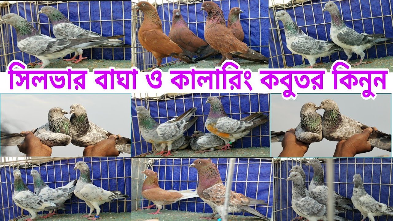 সজীব ভাইয়ের আজকের সিলভার বাঘা কবুতর গুলো অসাধারণ Silver pigeons Gribaz kobutor #shorts #pigeon 