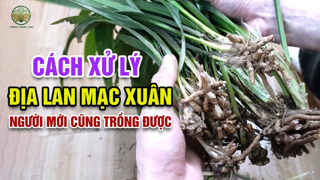 Trồng Địa Lan Mạc Xuân Mới Mua Về – Người Mới Cũng Làm Được