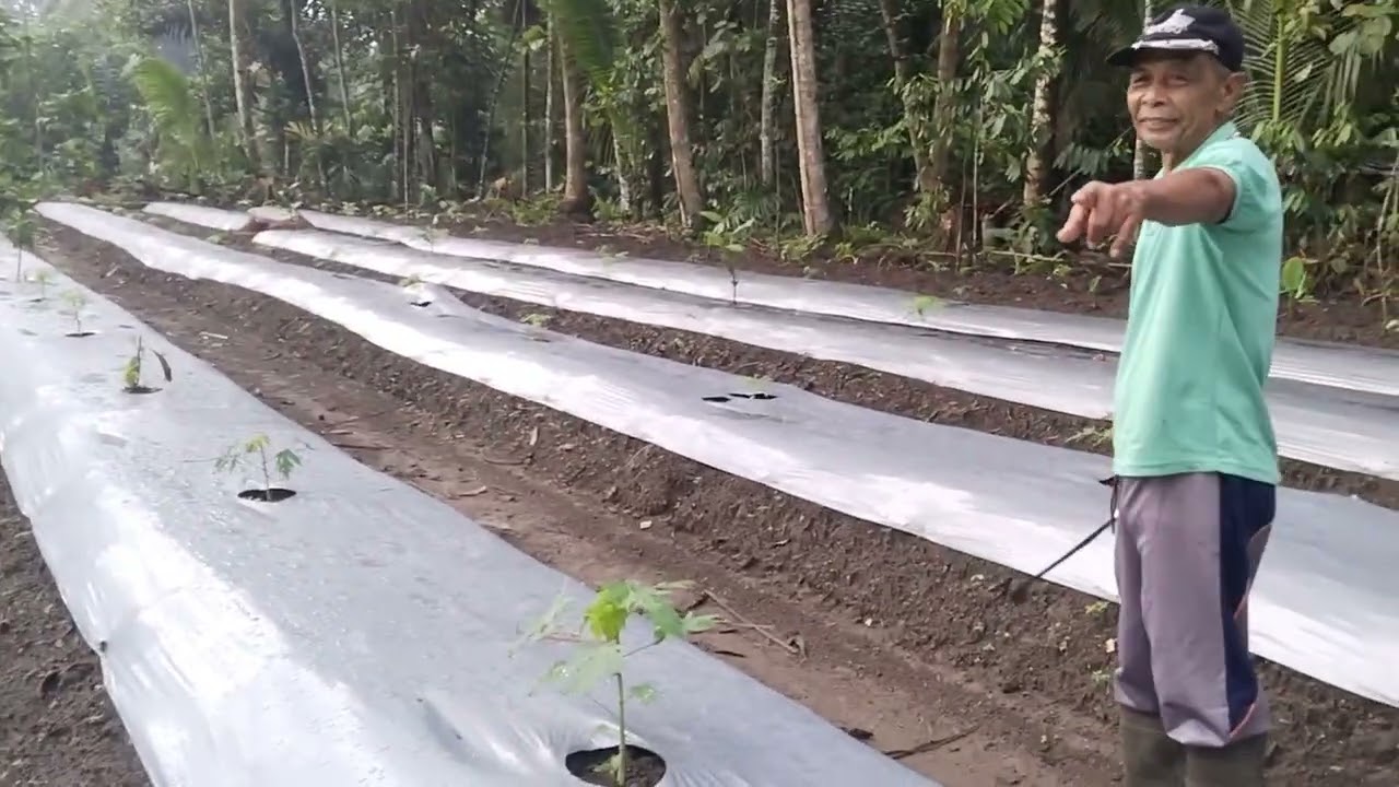 Kebun buah 