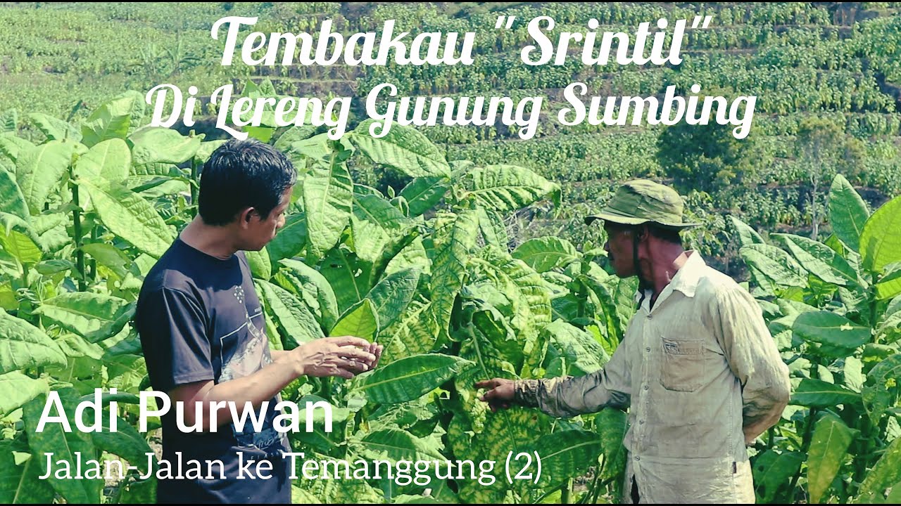 Tembakau Srintil Di Lereng Gunung Sumbing _ Adi Purwan